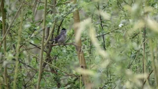 Tajomstvá migrácie v prírode