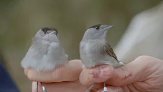 Tajomstvá migrácie v prírode