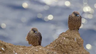 Tajomstvá migrácie v prírode