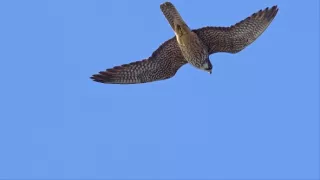 Tajomstvá migrácie v prírode