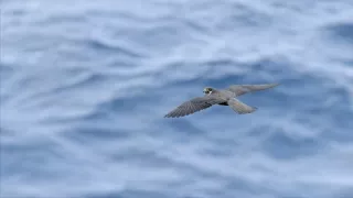 Tajomstvá migrácie v prírode