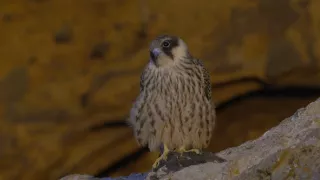 Tajomstvá migrácie v prírode