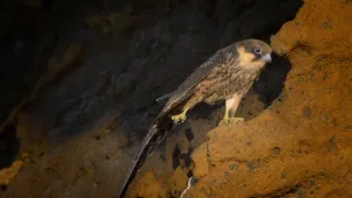 Tajomstvá migrácie v prírode