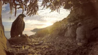 Tajomstvá migrácie v prírode