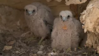 Tajomstvá migrácie v prírode