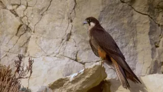 Tajomstvá migrácie v prírode