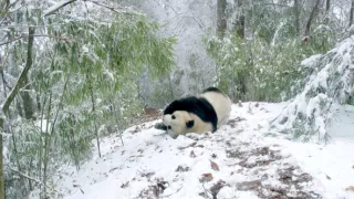 Pandy putují zpět do přírody