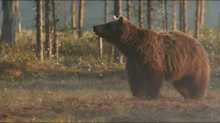 Lesní pohádky bratří Grimmů