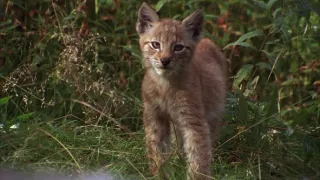 Magický Bavorský les
