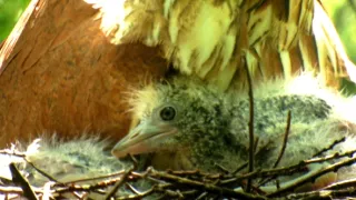 Kráľovstvo divočiny: Jarná príroda v Okutame