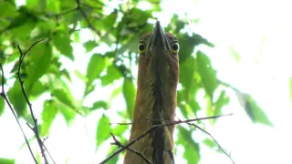 Kráľovstvo divočiny: Jarná príroda v Okutame