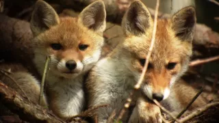 Kráľovstvo divočiny: Jarná príroda v Okutame