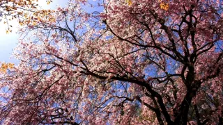 Kráľovstvo divočiny: Jarná príroda v Okutame