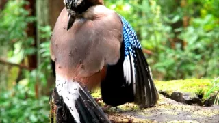 Kráľovstvo divočiny: Jarná príroda v Okutame