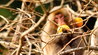 Kráľovstvo divočiny: Jarná príroda v Okutame