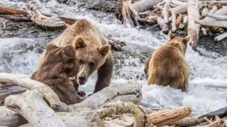 Zázračná planéta: Špióni v prírode (2/4)