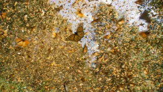 Zázračná planéta: Špióni v prírode (2/4)