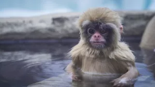 Zázračná planéta: Špióni v prírode (2/4)