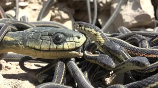 Zázračná planéta: Špióni v prírode (2/4)