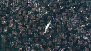 Zázračná planéta: Špióni v prírode (2/4)