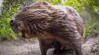 Zázračná planéta: Špióni v prírode (2/4)