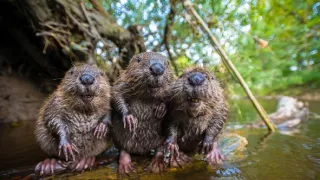 Zázračná planéta: Špióni v prírode (2/4)