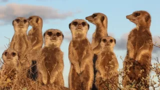 Mimořádné zvířecí smysly (1)