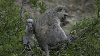 Mimořádné zvířecí smysly (1)