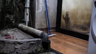 Vydry - ilegální obchod s exotickými zvířaty