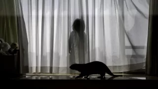 Vydry - ilegální obchod s exotickými zvířaty
