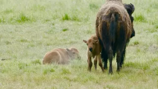 Narozeni ve Skalnatých horách (1/2)