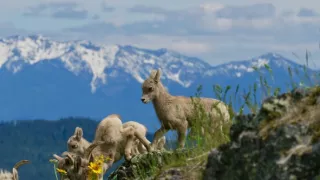 Narozeni ve Skalnatých horách (1/2)