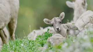 Narozeni ve Skalnatých horách (1/2)