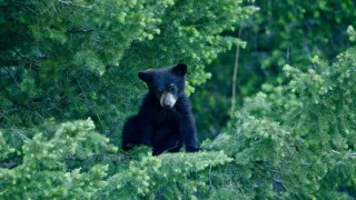 Narozeni ve Skalnatých horách (1/2)