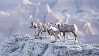 Americké národní parky (3)