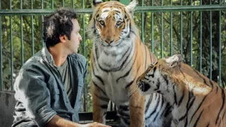 Maya - tiger indický