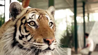 Maya - tiger indický