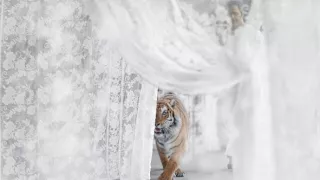 Maya - tiger indický