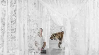 Maya - tiger indický