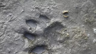 Maya - tiger indický