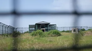 Maya - tiger indický