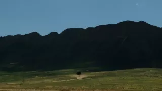 Maya - tiger indický