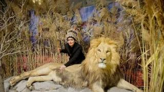 Maya - tiger indický