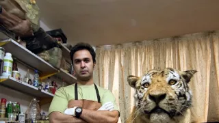 Maya - tiger indický