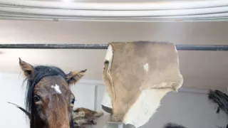 Maya - tiger indický