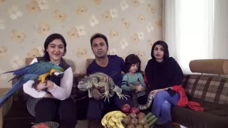 Maya - tiger indický