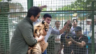 Maya - tiger indický