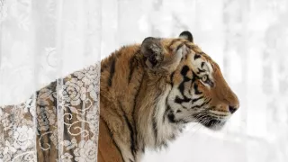 Maya - tiger indický