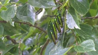 Kráľovstvo divočiny: Letná príroda v Okutame