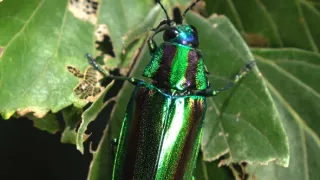 Kráľovstvo divočiny: Letná príroda v Okutame